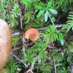 Apricot Jelly Mushroom, Vancouver Island, BC