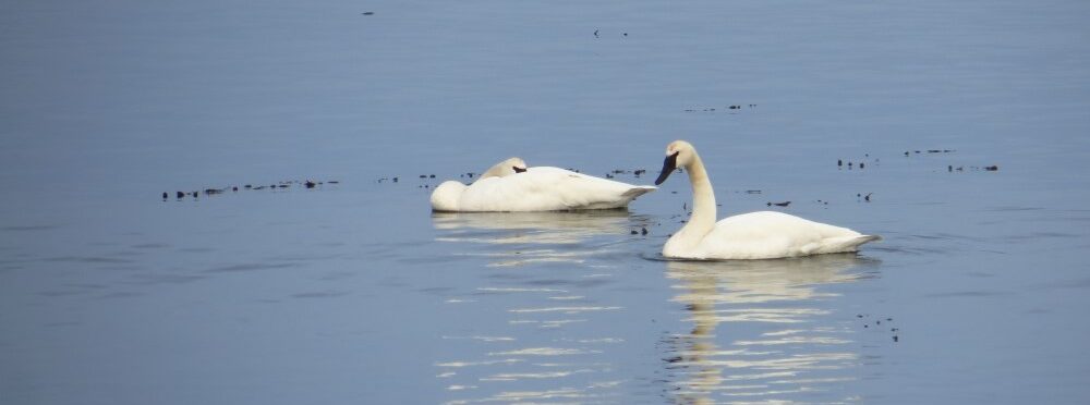 Trumpeter Swans, Vancouver Island, BC