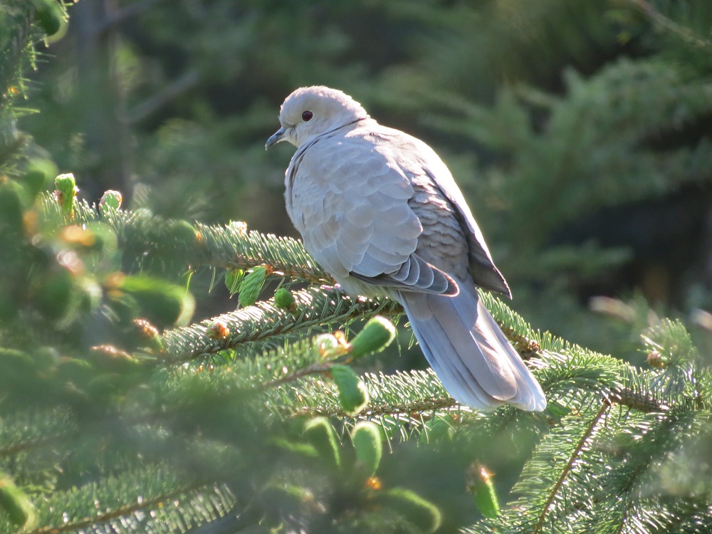 Eurasian Collared-Dove, Vancouver Island, BC,