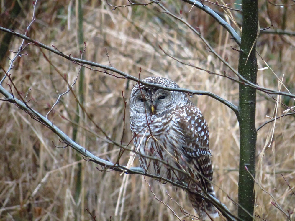 Barred owl, Vancouver Island, BC