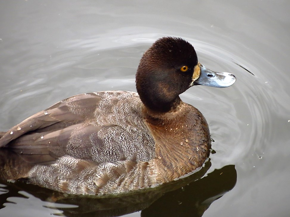 Greater Scaup, Vancouver Island, BC