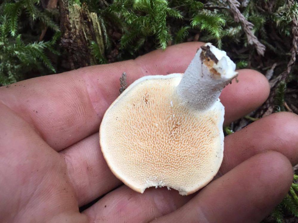 Hedgehog Mushrooms, Vancouver Island, BC