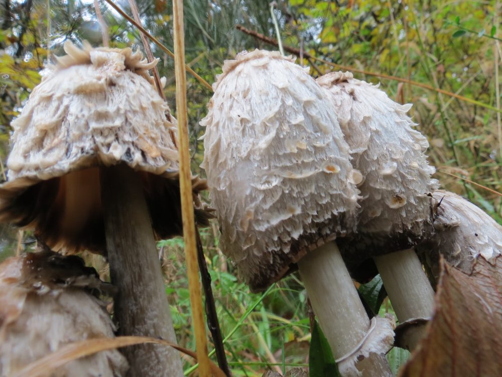 Shaggy Mane Mushroom, Vancouver Island, BC