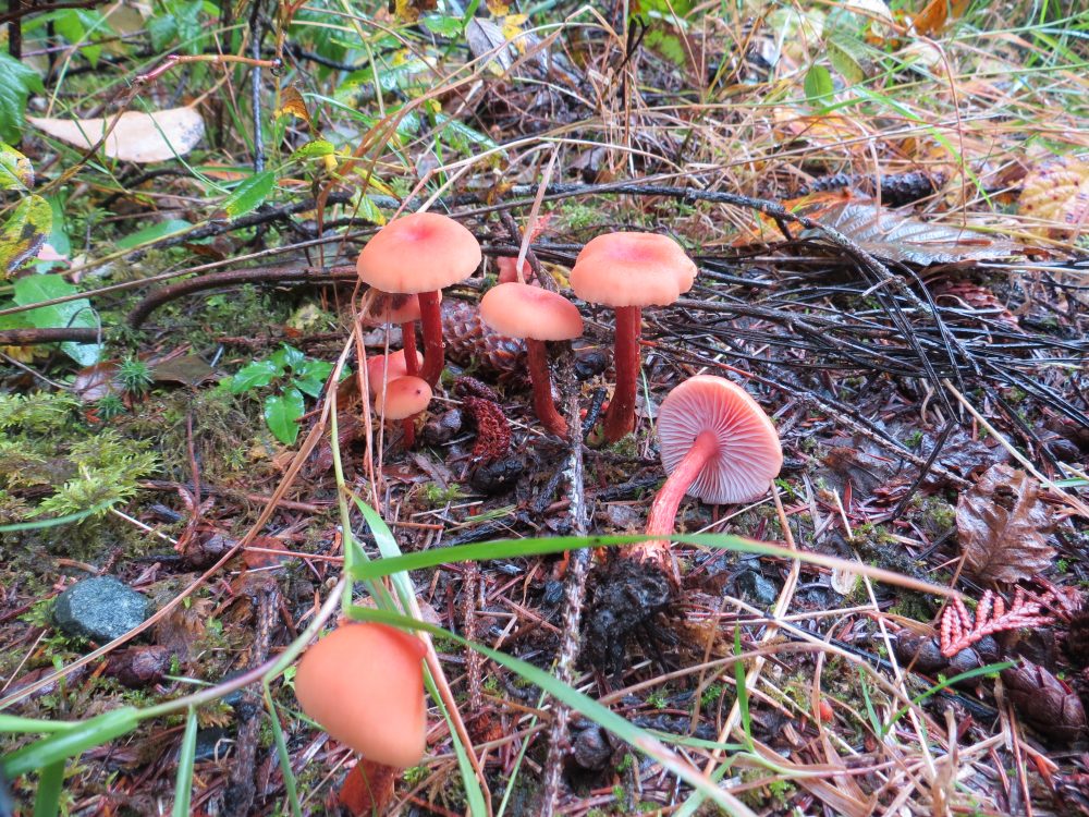 Laccaria Becolor, Vancouver Island, BC