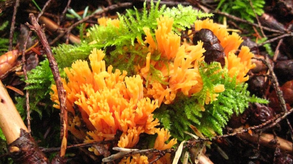 Orange Coral Mushrooms, Vancouver Island, BC