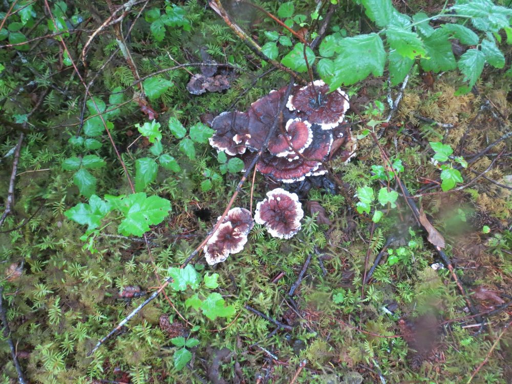 Phaeolus Schweinitzii Mushroom, Vancouver Island, BC