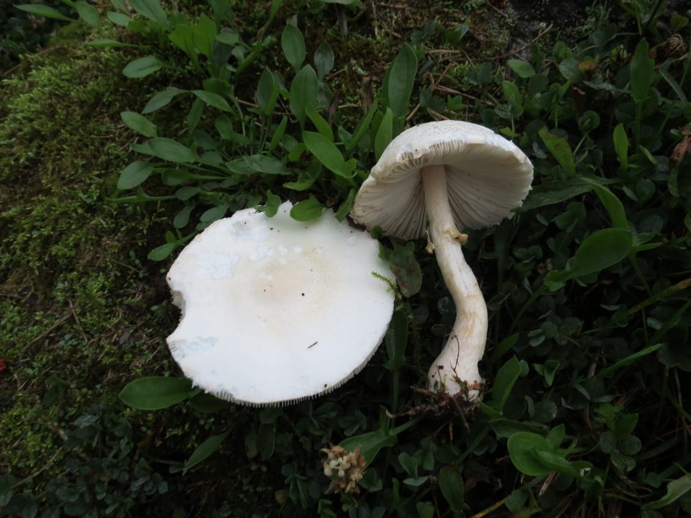 White Dapperling Mushroom, Vancouver Island, BC