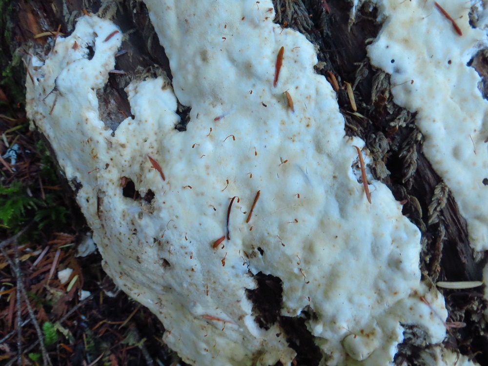 Mucilago crustacea, Dog Sick Slime Mold, Vancouver Island, BC
