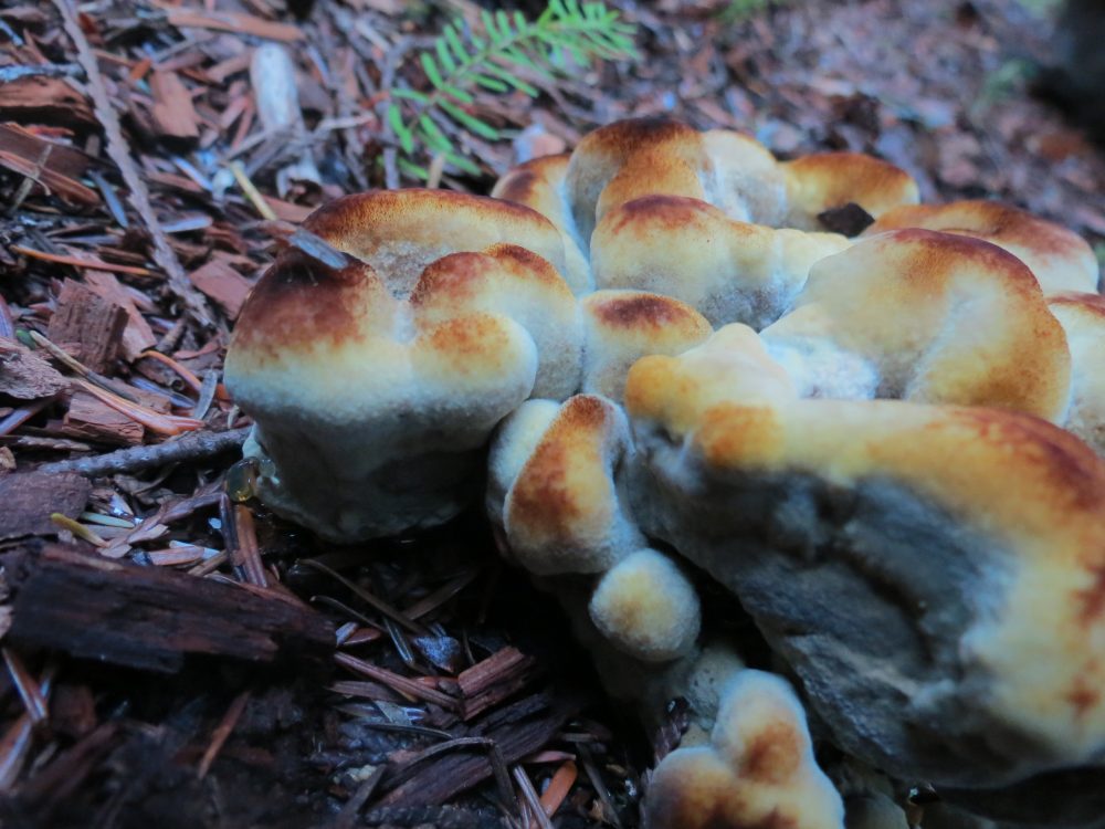 Phaeolus Schweinitzii Mushroom, Vancouver Island, BC