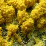 Scrambled Egg Slime Mold, Vancouver Island, BC