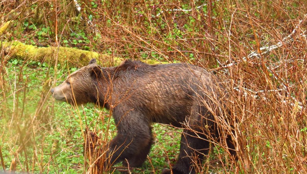 Grizzly Bear, North Vancouver Island 