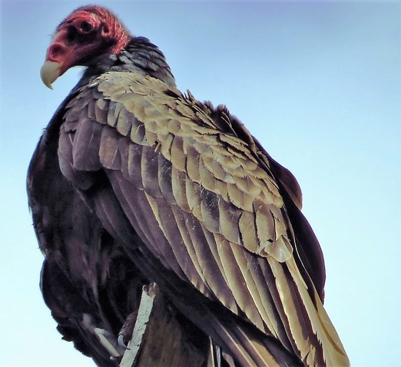 Turkey Vulture, Vancouver Island, BC