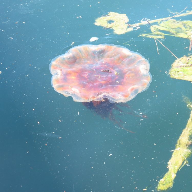 Sea Blubber Jellyfish, Vancouver Island, BC