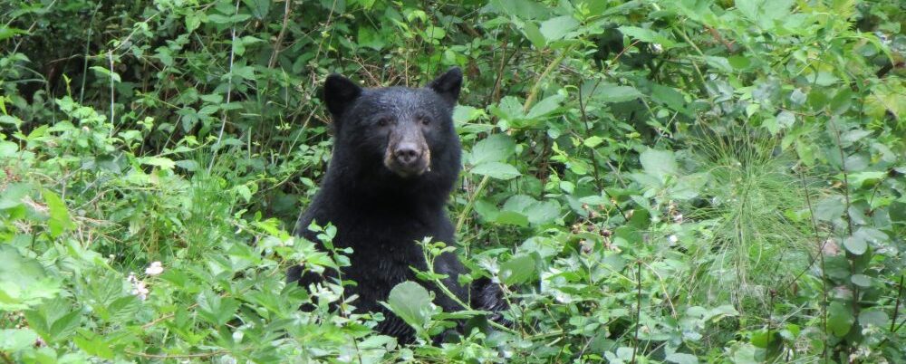 Black Bear, Vancouver Island, BC