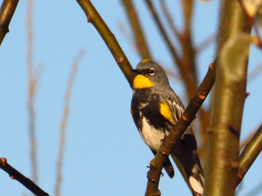 Yellow Rumped Warbler, Vancouver Island, BC