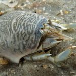 Mole Crab, Vancouver Island, BC