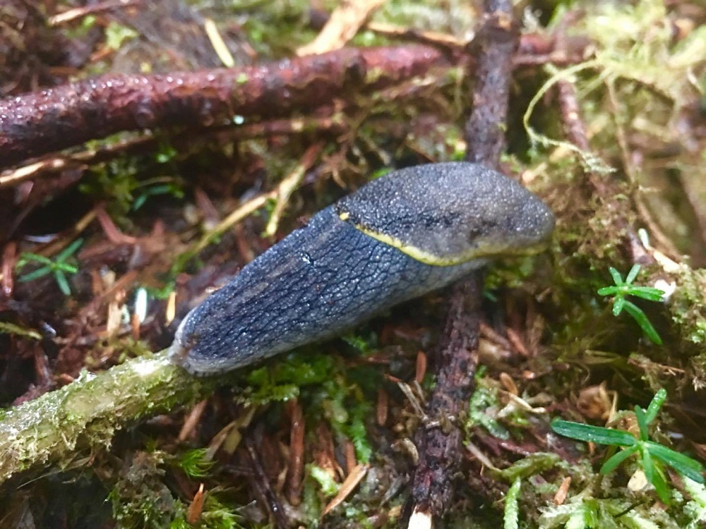 Yellow Bordered Tail Dropper Slug, Vancouver Island, BC