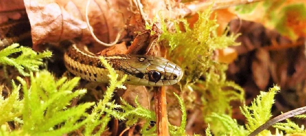 Northwestern Garter Snake, Vancouver Island, BC