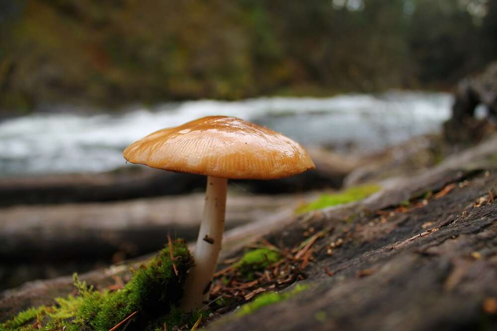 Mushroom, Skutz Falls, Vancouver Island, BC