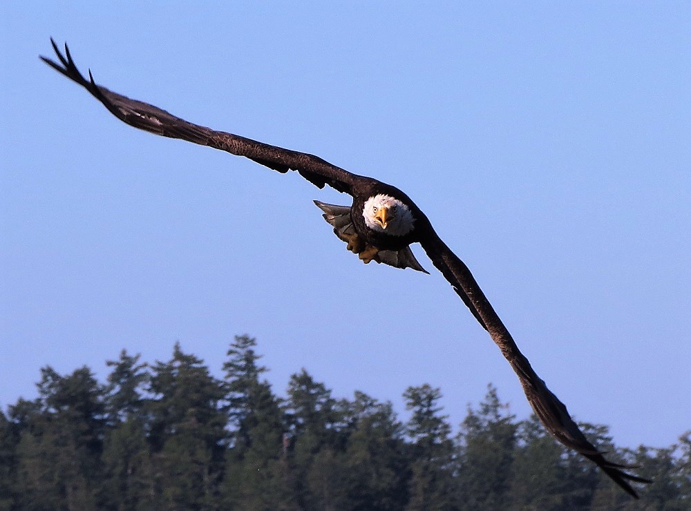 Bald Eagle, Vancouver Island. BC
