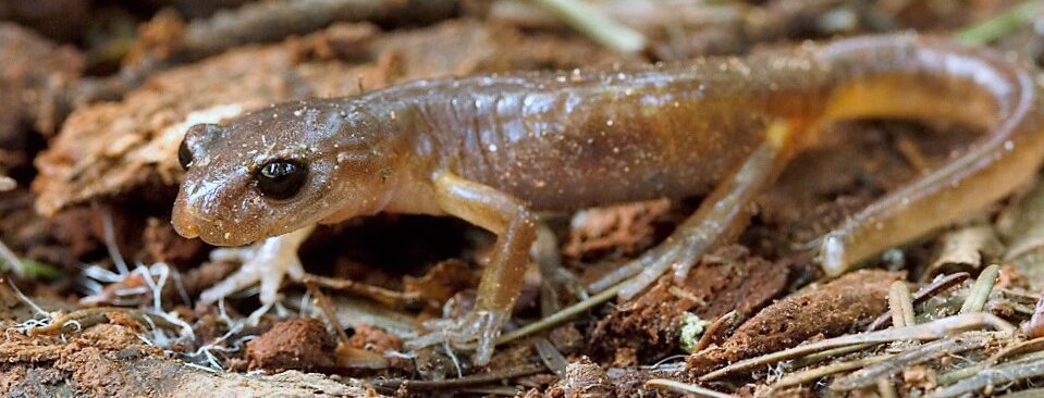 Common Ensatina Salamander