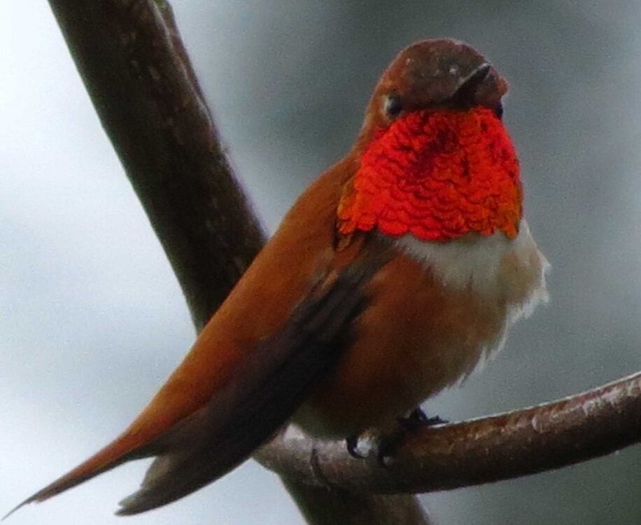 Rufous Hummingbird, Vancouver Island, BC
