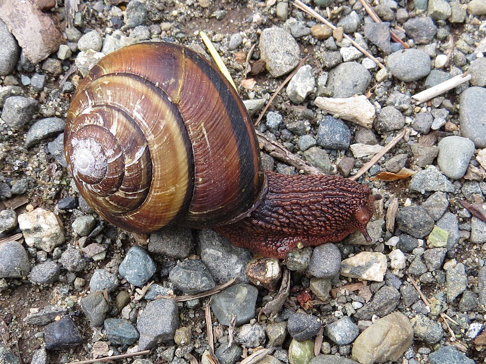 Pacific Sideband Snail, Vancouver Island, BC