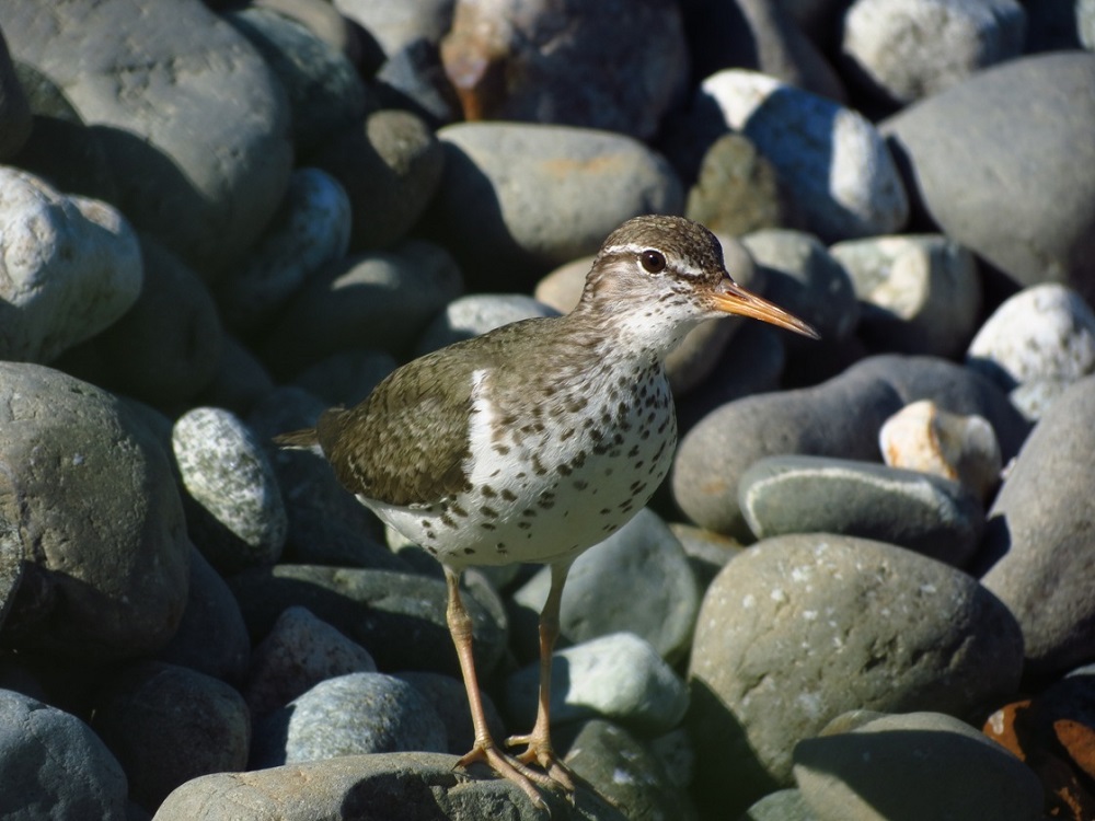 Spotted Sand Piper, Vancouver Island