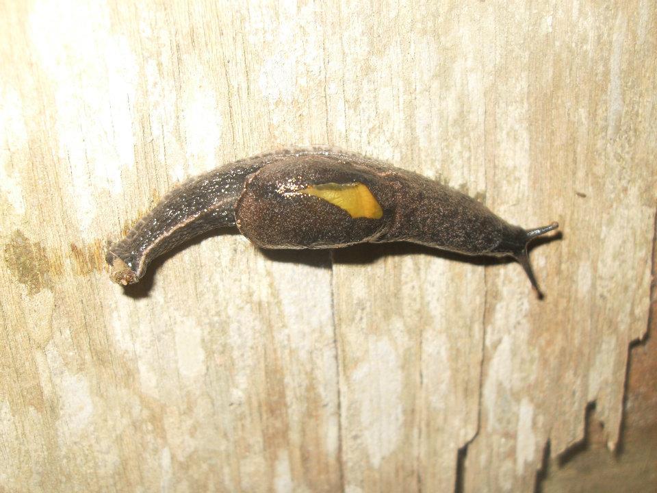 Dromedary Jumping Slug, Vancouver Island, BC