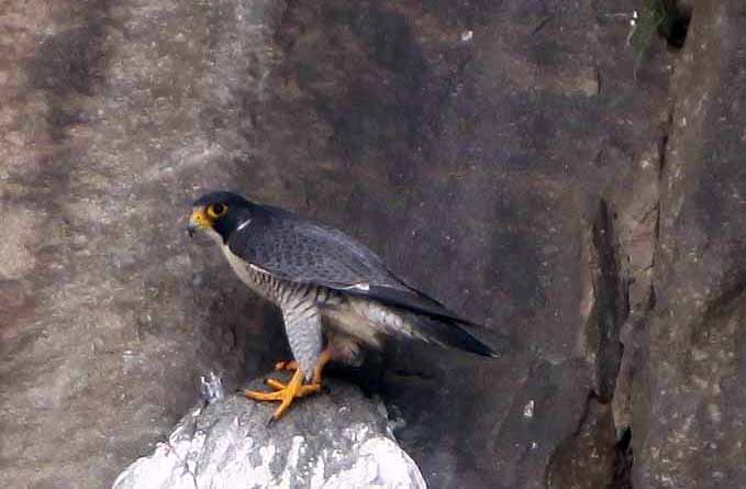 Peregrine Falcon, Vancouver Island, BC
