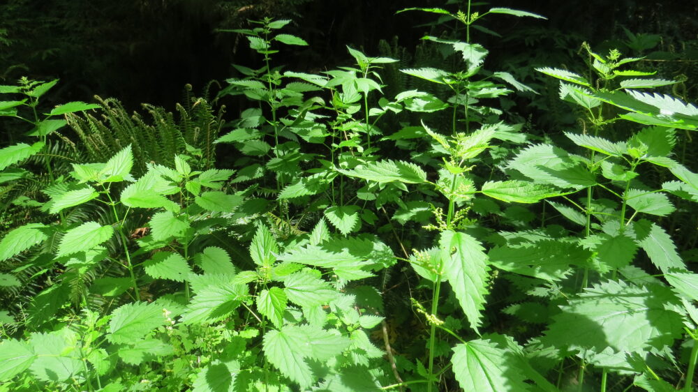 Stinging Nettle, Vancouver Island, BC Stinging Nettle, Vancouver Island, BC
