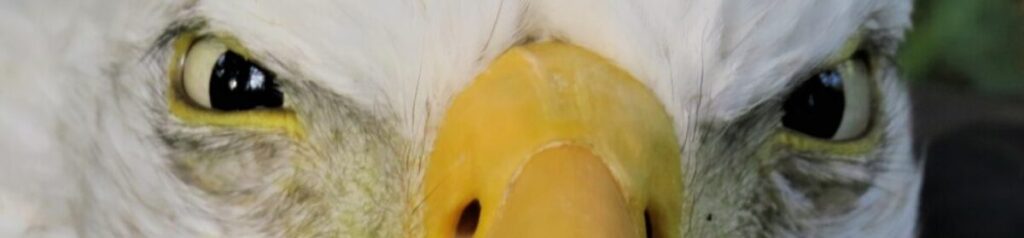 Eagle