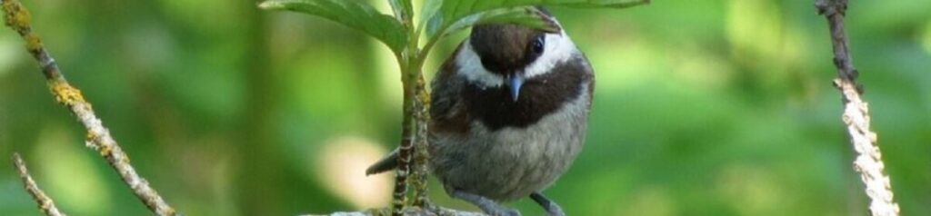 Chestnut Backed Chickadee, Vancouver Island, BC
