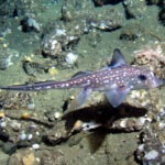 Rat Fish, Vancouver Island, BC