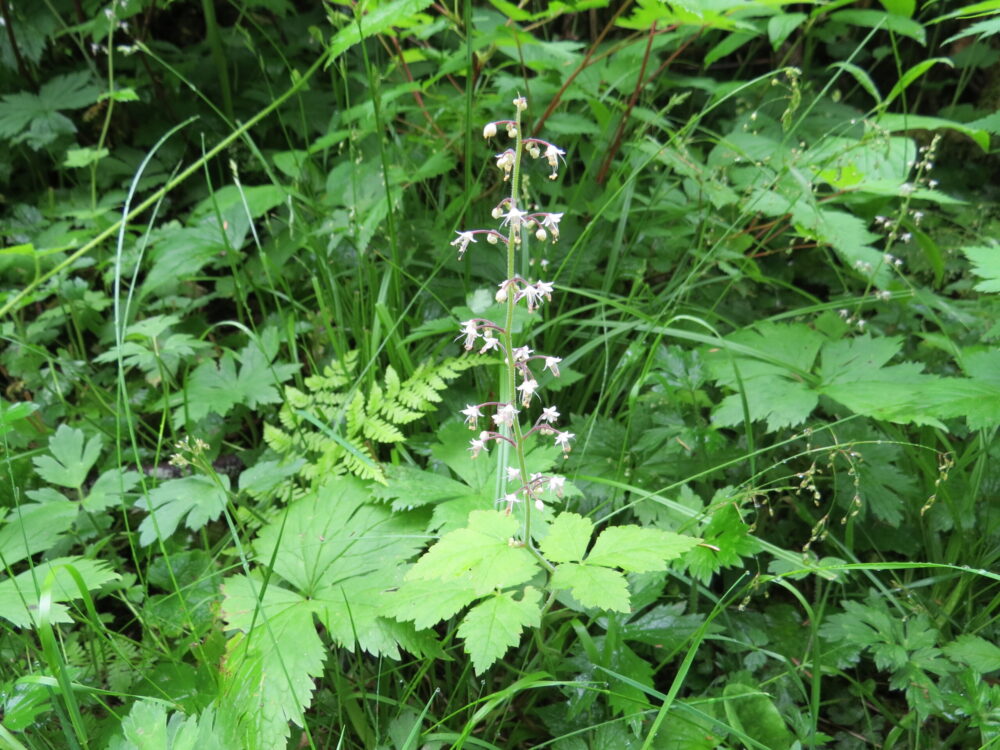Foam Flower, Vancouver Island, BC Foam Flower, Vancouver Island, BC