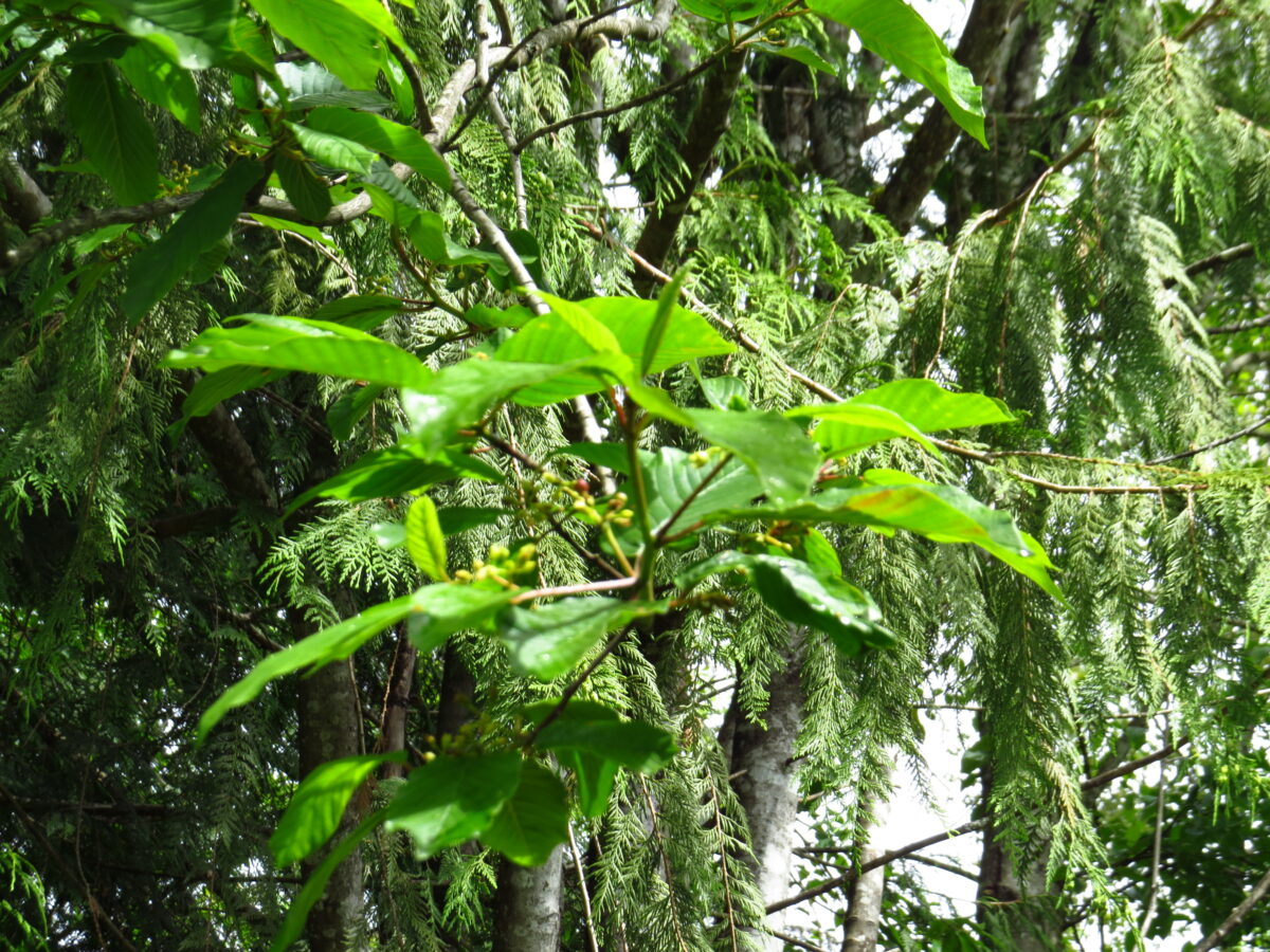 Cascara Trees, Vancouver Island, British Columbia Gohiking.ca