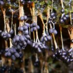 Slime Molds