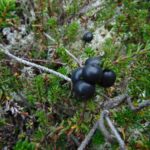 Coastal Plants, Wild Fruit, Vancouver Island, BC
