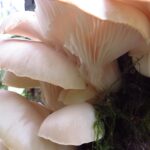 Edible Mushrooms