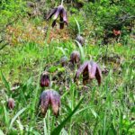 Coastal Plants, Edible Plants, Vancouver Island, BC