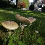 Non-Edible Mushrooms