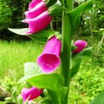Coastal Plants, Poisonous Plants, Vancouver Island, BC 