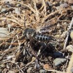 Leaf Cutter Cuckoo Bees, Vancouver Island, BC
