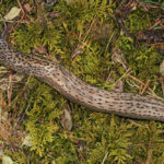Gastropods, Spotted Leopard Slug, Vancouver Island, BC