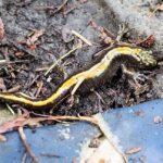 Long Toed Salamander, Vancouver Island