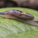 Jumping Slugs, Vancouver Island, BC