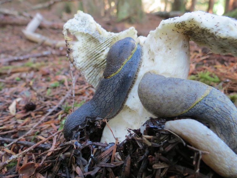 Yellow Bordered Tail Dropper Slugs, Vancouver Island, BC Yellow Bordered Tail Dropper Slugs, Vancouver Island, BC