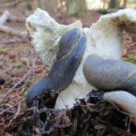 Gastropods, Yellow Bordered Tail Dropper Slug, Vancouver Island, BC