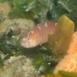 Long Fin Gunnel, Vancouver Island, BC