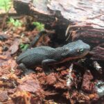 Rough Skinned Newt, Vancouver Island, BC